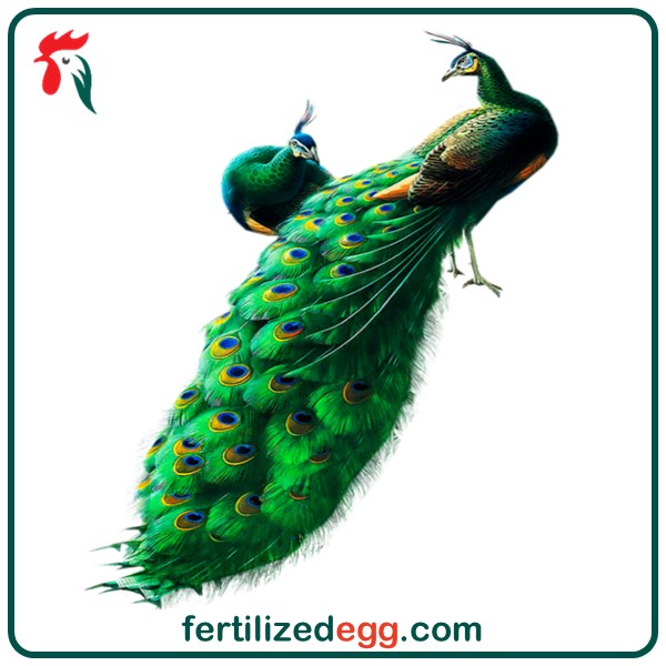 تخم نطفه دار طاووس